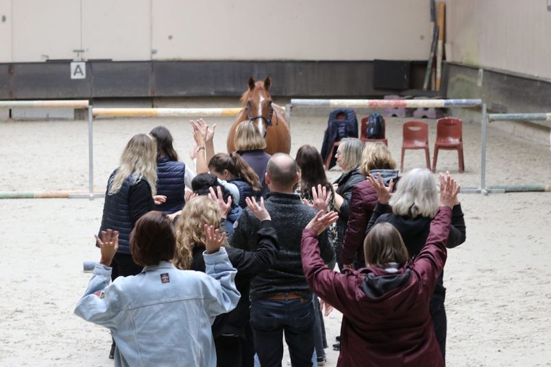 Une équipe mains levées face à un cheval en liberté, lors d'un séminaire de cohésion