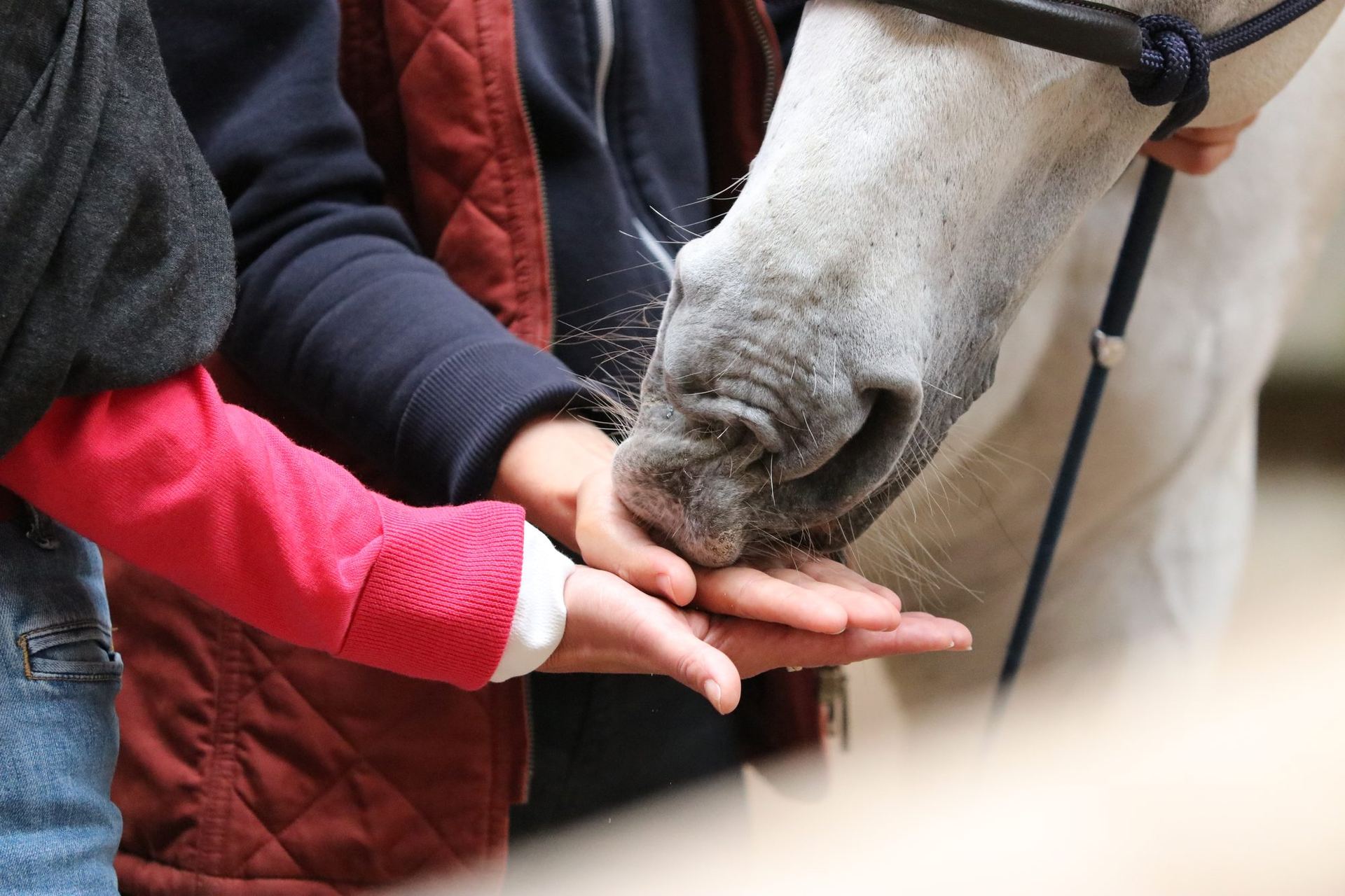 Deux mains ouvertes tendues vers le nez d'un cheval gris