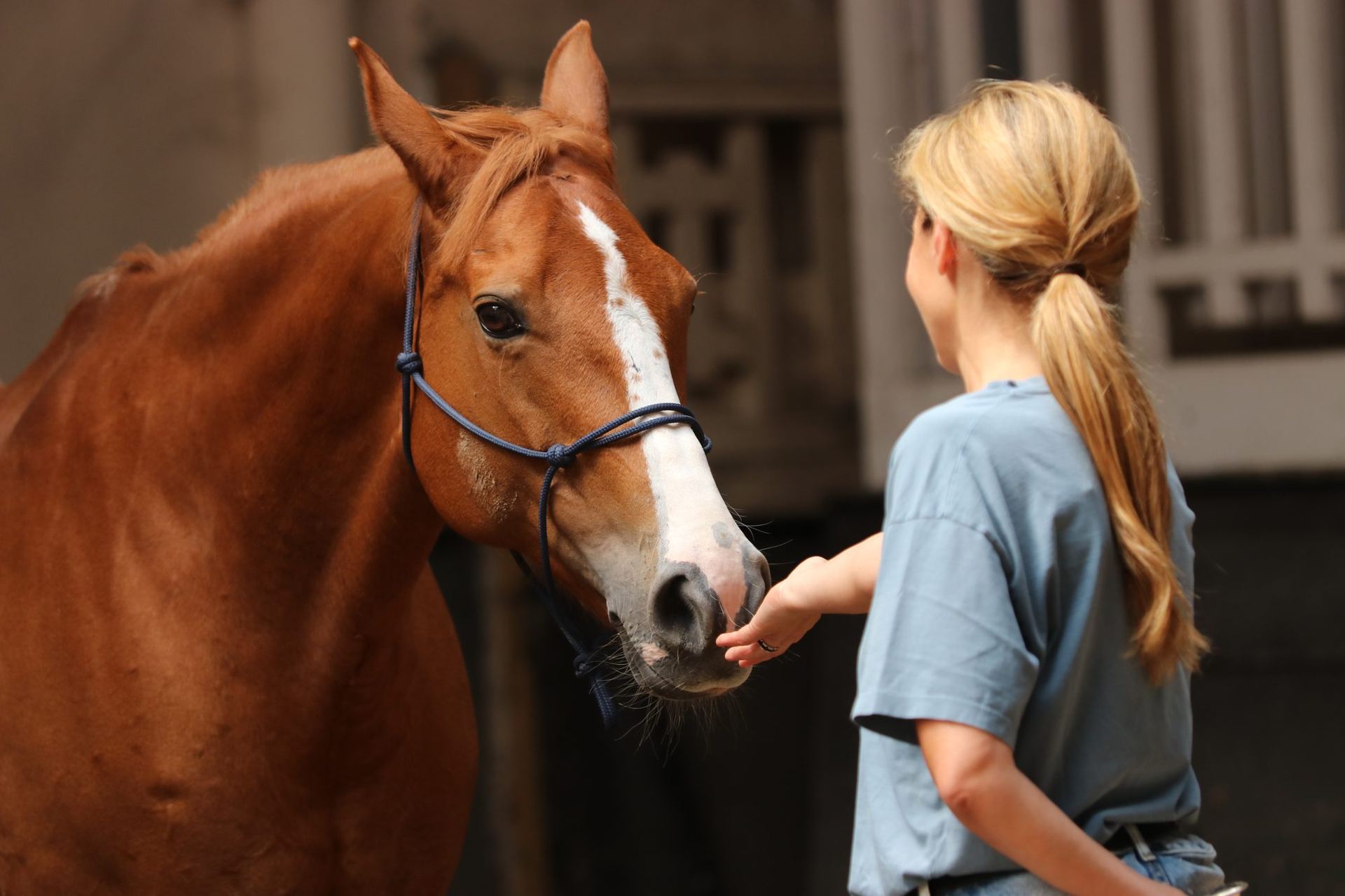 Une participante tend la main vers le chanfrein d'un cheval alezan
