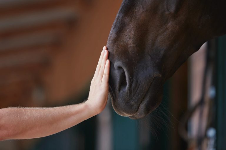 Un participant en échange avec un cheval