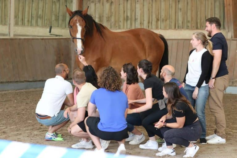 Une équipe réunie autour d'un cheval en manège