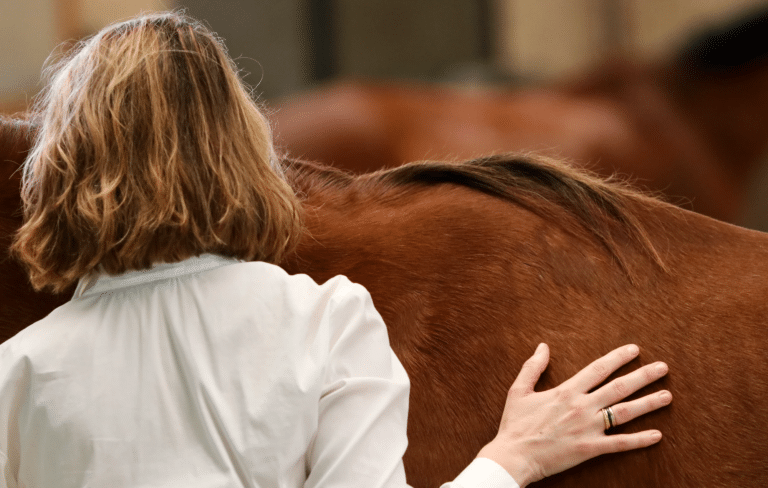 Un cheval et des participants pendant un exercice d'équicoaching