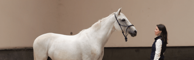 Des chevaux et des participants en manège