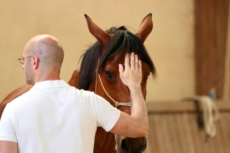 Un participant au contact d'un cheval pendant un atelier