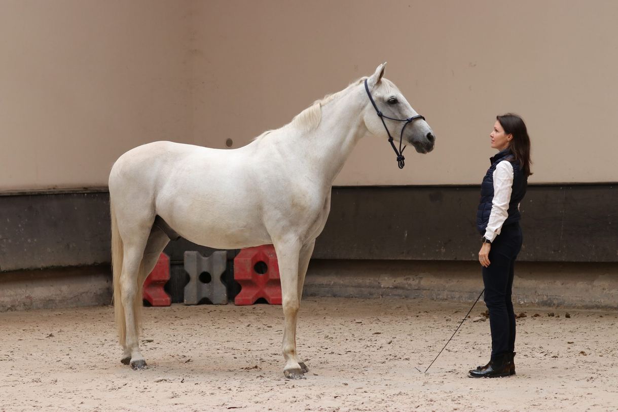 Un cheval gris de profil, une participante à distance, longe à la main