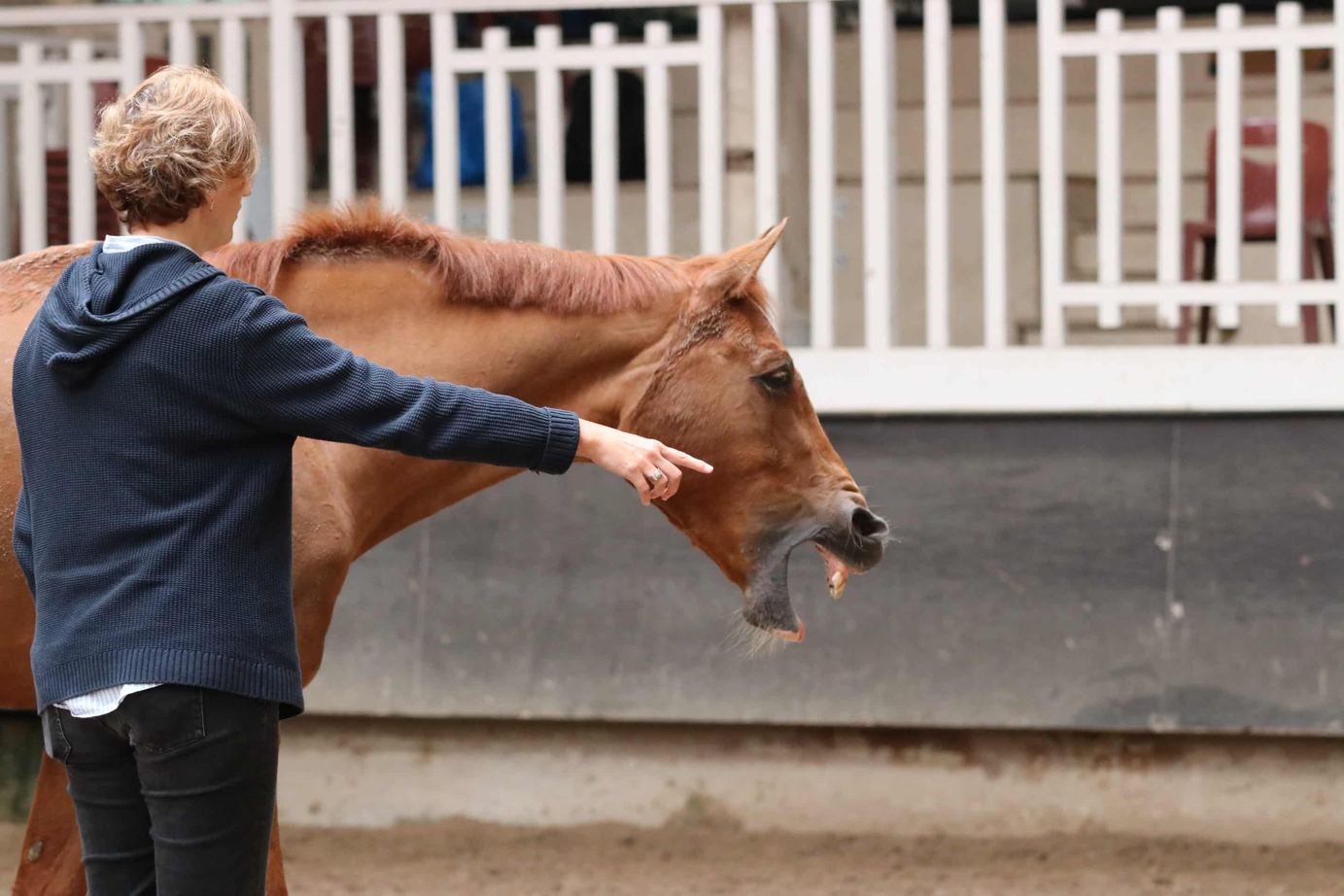 Un exercice de conduite et de leadership au sol avec le cheval