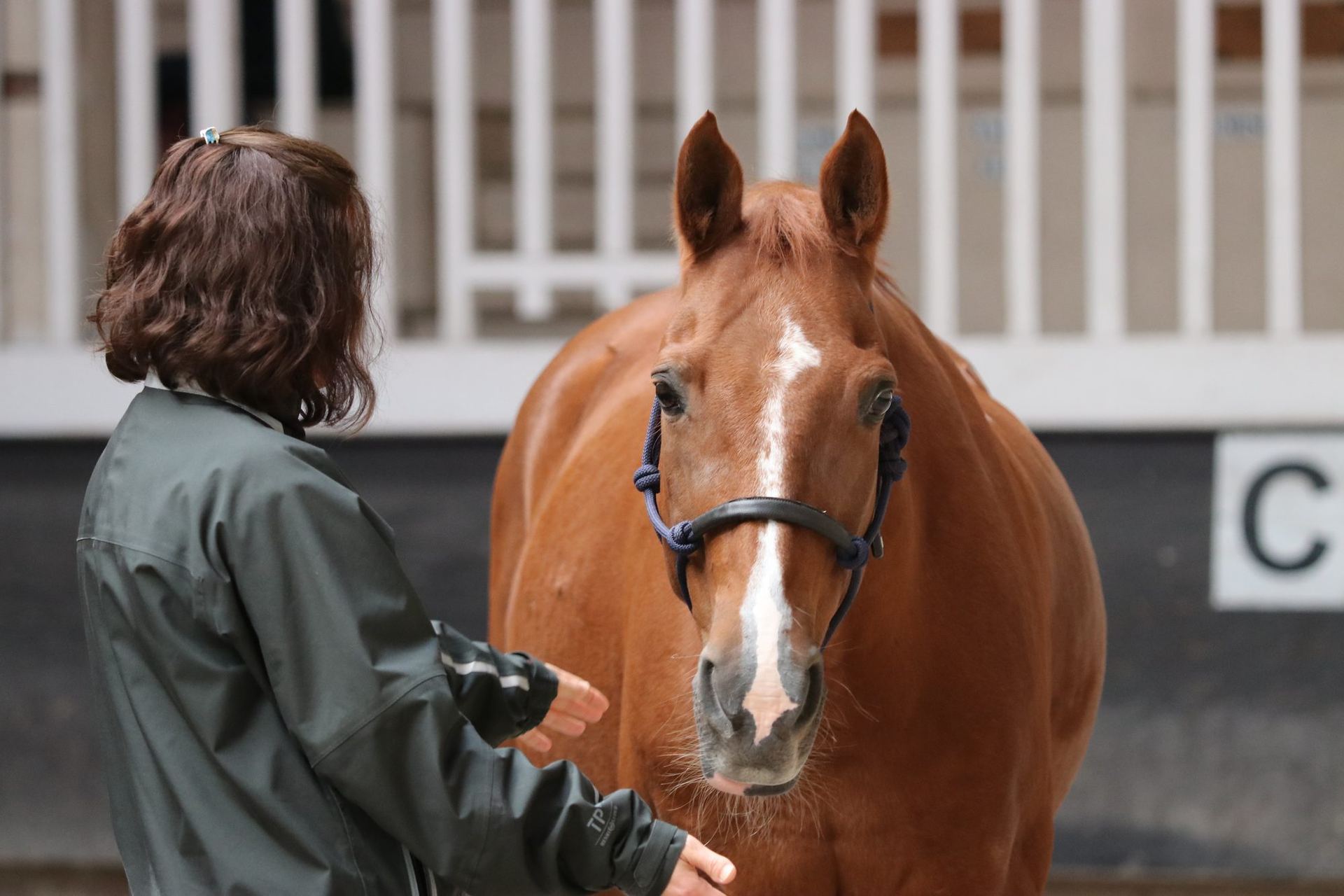 Une participante tend la main vers un cheval alezan dans un manège